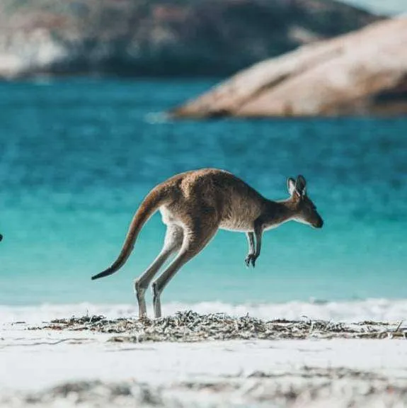 Vuelos ida y vuelta a Australia desde Barcelona con equipaje facturado por 585€